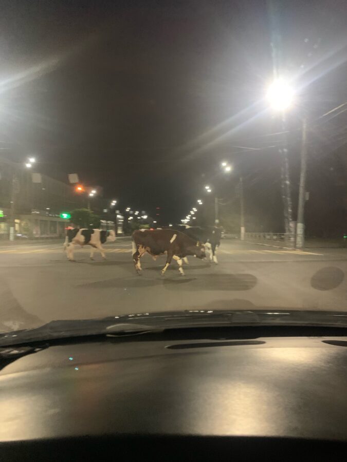 В Твери бычки нарушили ПДД и перешли дорогу на красный свет