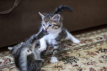 В Тверской области кошка усыновила бездомных котят