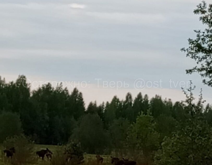 На трассе под Тверью бегает стадо лосей