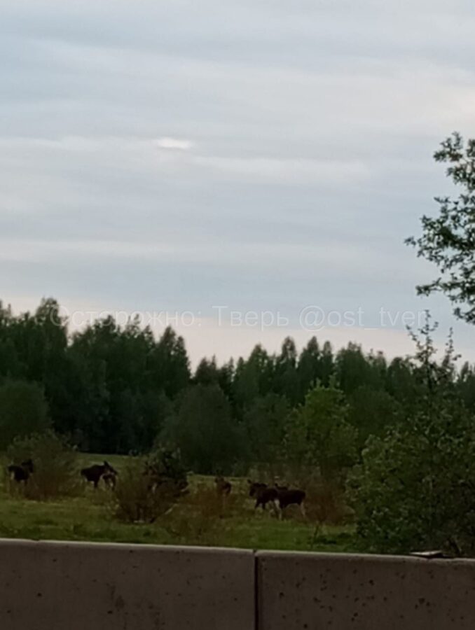 На трассе под Тверью бегает стадо лосей