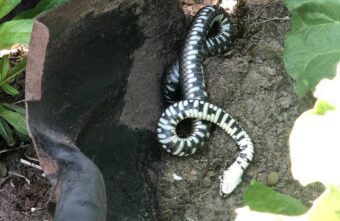 В поселке под Тверью на участки заползают огромные змеи В поселке под Тверью на участки заползают огромные змеи