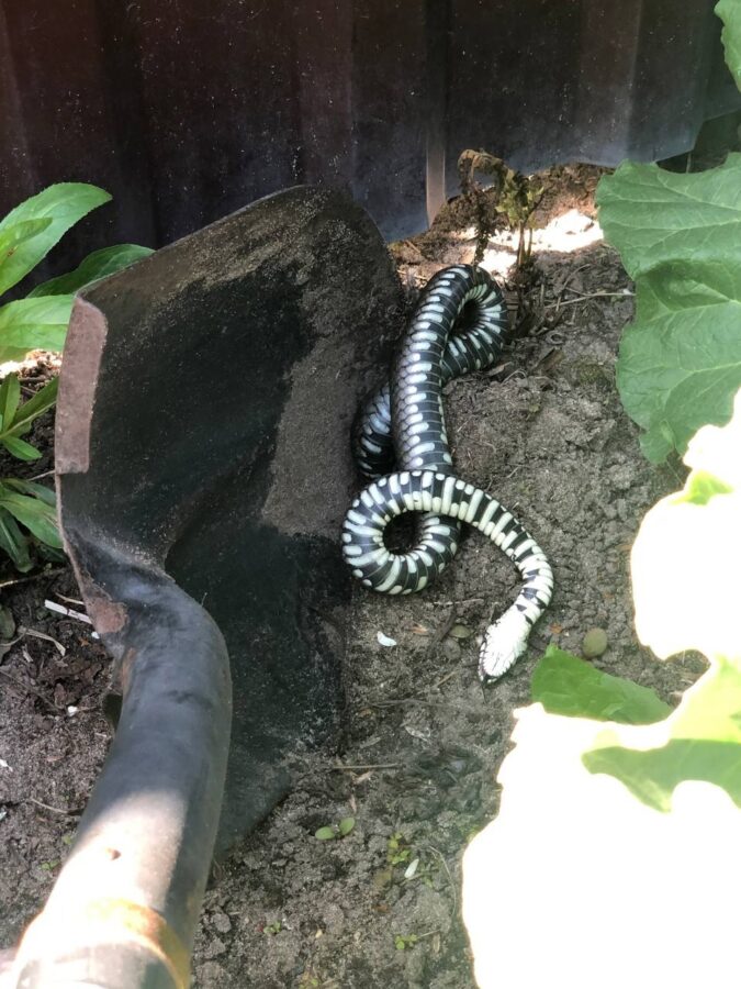 В поселке под Тверью на участки заползают огромные змеи