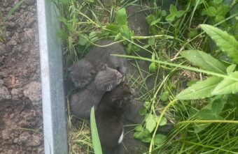 Вместо урожая жительница Тверской области нашла в теплице котят Вместо урожая жительница Тверской области нашла в теплице котят