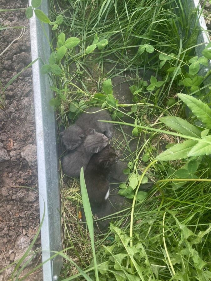 Вместо урожая жительница Тверской области нашла в теплице котят