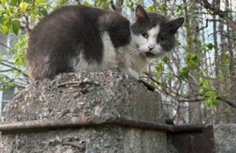 В Твери 16 кошек остались на улице после смерти хозяйки