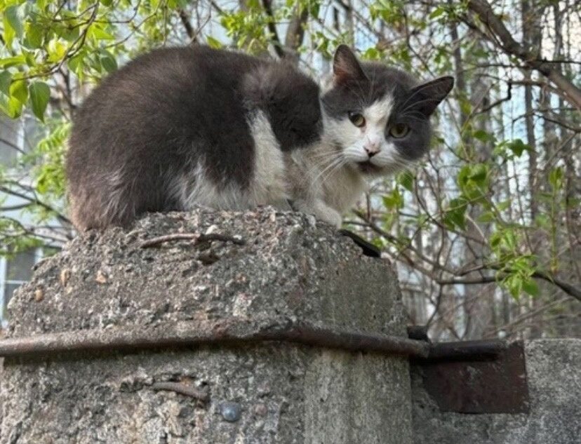 В Твери 16 кошек остались на улице после смерти хозяйки