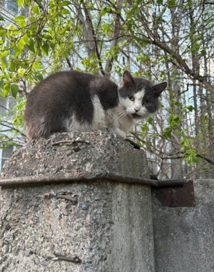 В Твери 16 кошек остались на улице после смерти хозяйки