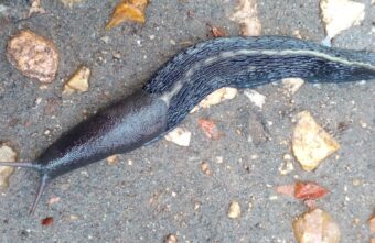 После дождя в Твери нашли гигантскую улитку После дождя в Твери нашли гигантскую улитку