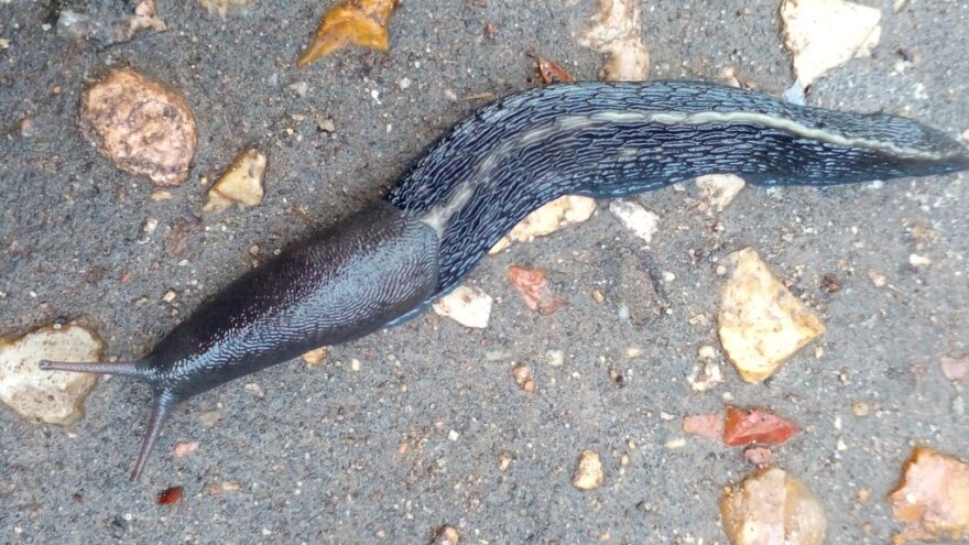 После дождя в Твери нашли гигантскую улитку