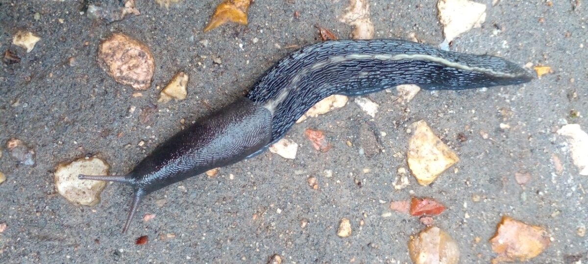 После дождя в Твери нашли гигантскую улитку После дождя в Твери нашли гигантскую улитку