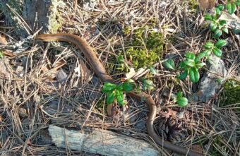 В Тверской области обнаружили редкую безногую ящерицу