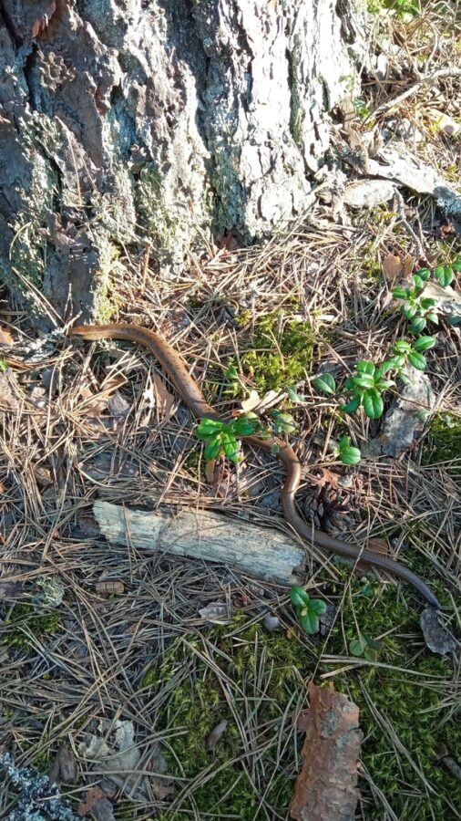 В Тверской области обнаружили редкую безногую ящерицу
