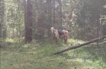 Из деревни в Тверской области сбежала лошадь