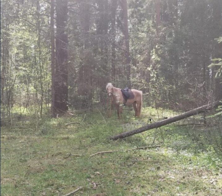 Из деревни в Тверской области сбежала лошадь