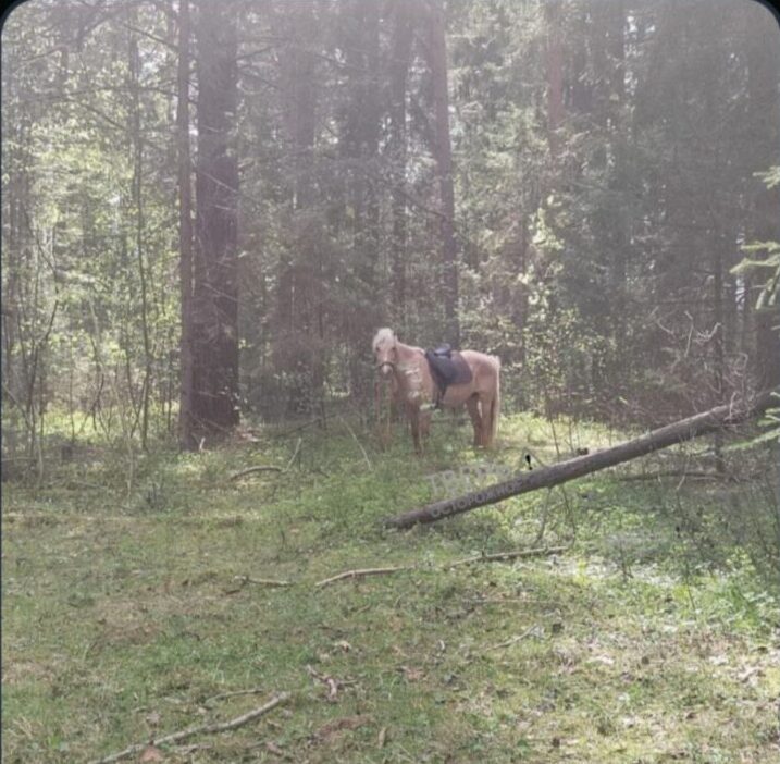 Из деревни в Тверской области сбежала лошадь