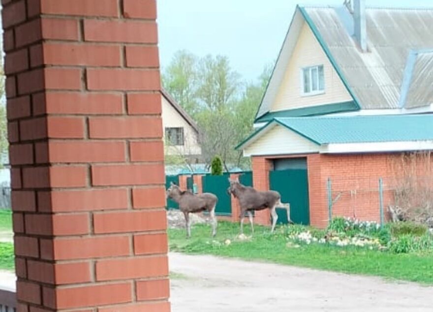В Тверской области два лося разгуливали по городу