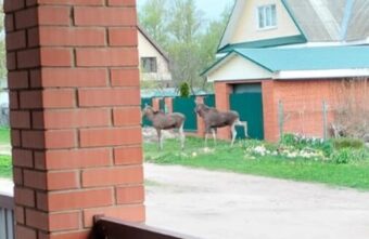В Тверской области два лося разгуливали по городу