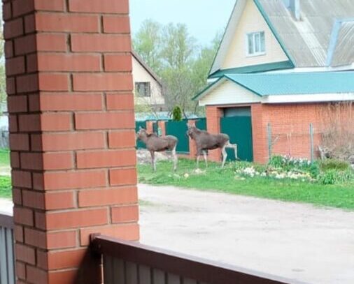 В Тверской области два лося разгуливали по городу