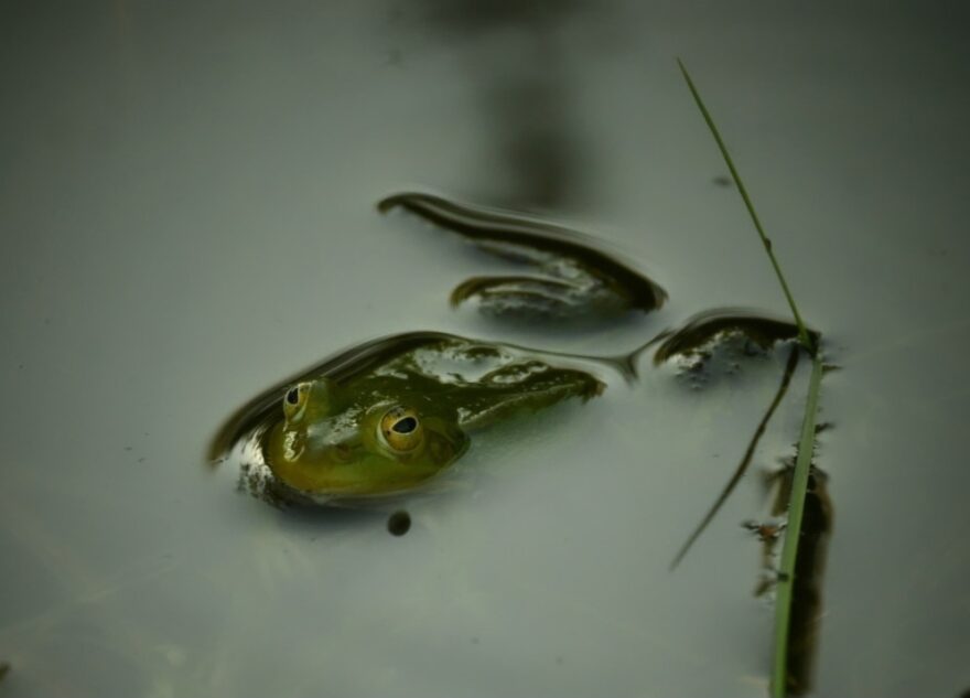 Тверской фотограф нашла удивительных лягушек