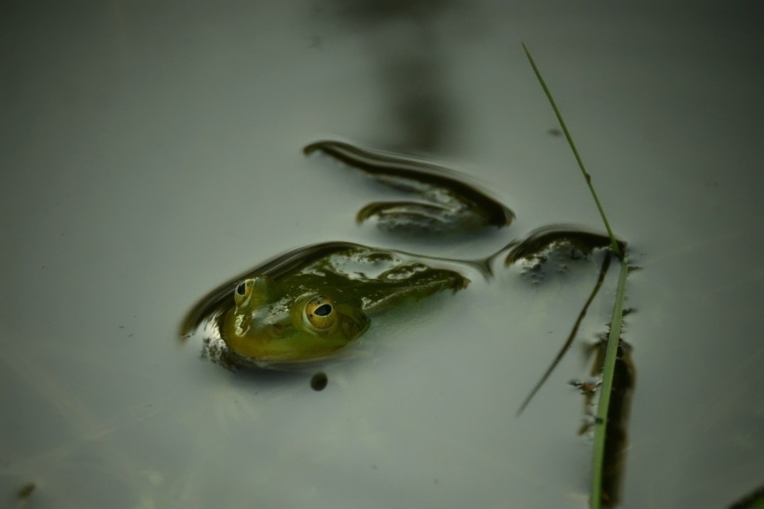 Тверской фотограф нашла удивительных лягушек