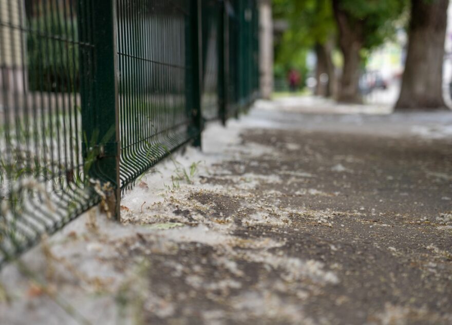 Как выжить аллергику в период тополиной метели