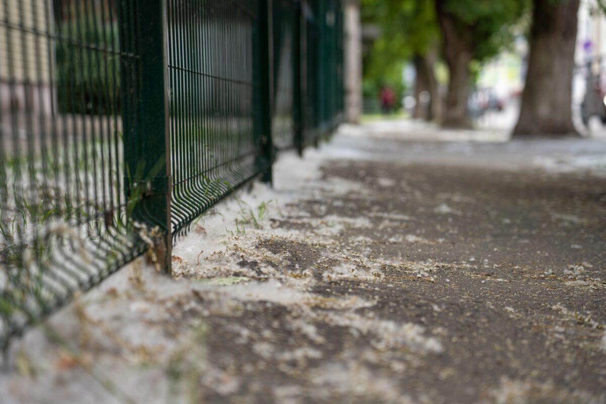 Как выжить аллергику в период тополиной метели