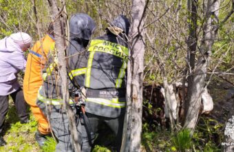 Спасатели Тверской области вытащили из болота корову