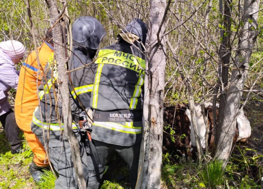 Спасатели Тверской области вытащили из болота корову