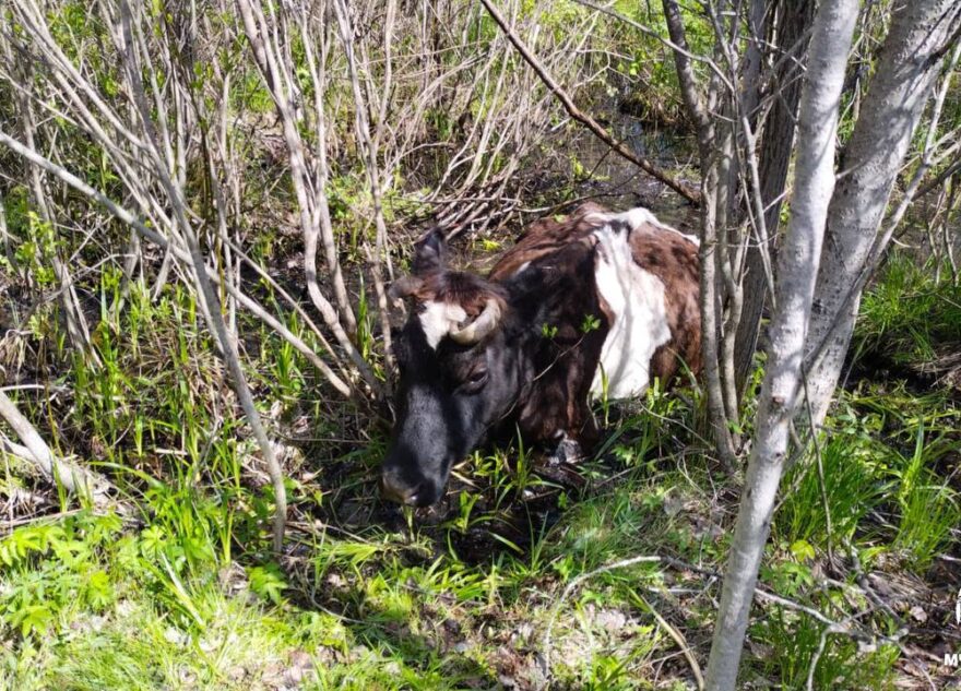 Корове из Тверской области нужна помощь