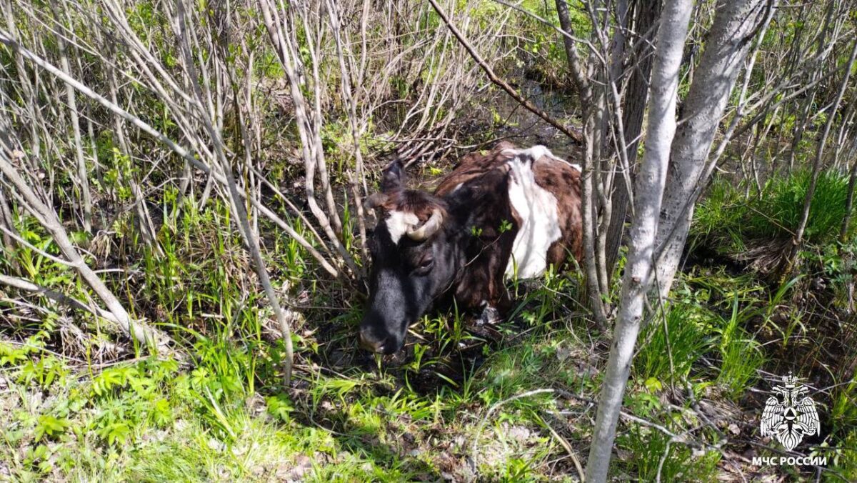 Корове из Тверской области нужна помощь | ТОП Тверь новости