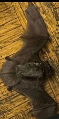 На жителей Тверской области агрессивно нападают летучие мыши