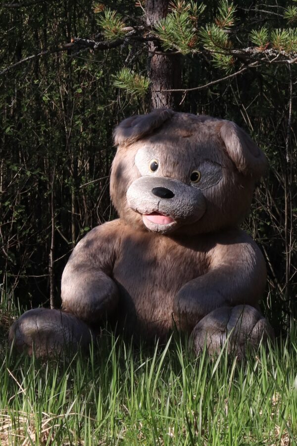 В районе Тверской области в лес выбросили огромного медведя