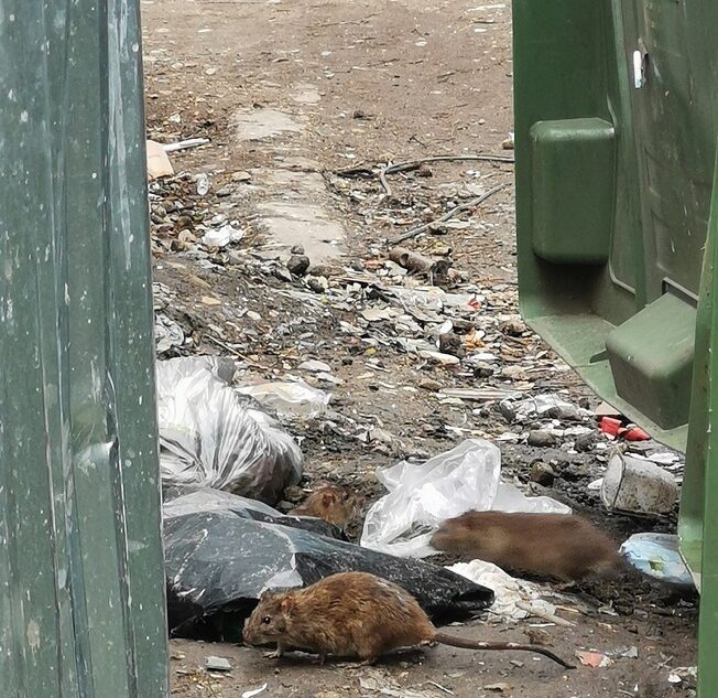 Тверитяне жалуются на крыс, которые живут рядом с детским садом