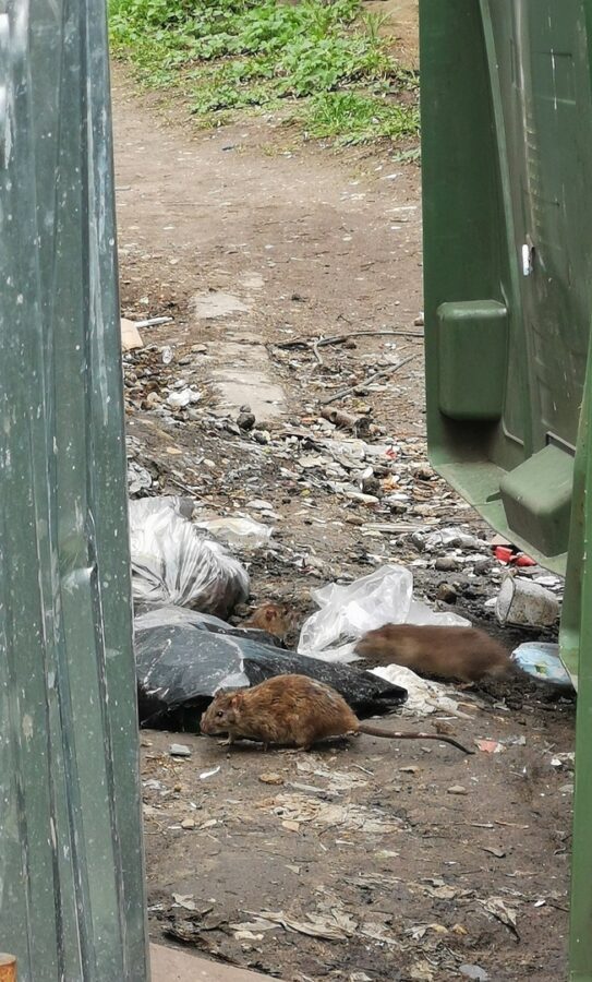 Тверитяне жалуются на крыс, которые живут рядом с детским садом