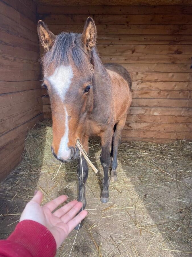 В Тверской области ищут сбежавших жеребёнка и пони