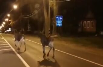 По городу Тверской области разгуливали два лосенка