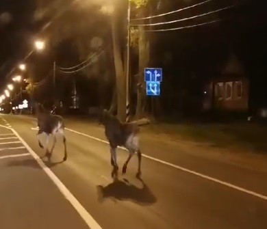 По городу Тверской области разгуливали два лосенка
