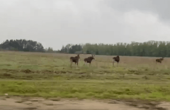 На трассе под Тверью заметили стадо лосей На трассе под Тверью заметили стадо лосей