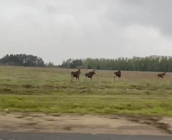 На трассе под Тверью заметили стадо лосей