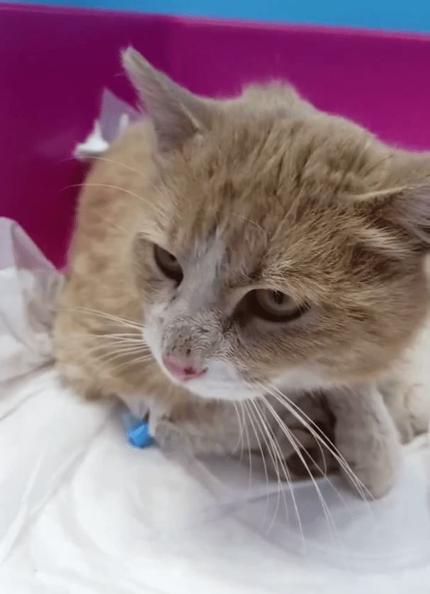 В Тверской области у кота, попавшего под машину, нашли «букет» травм