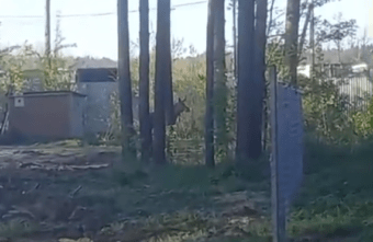 Под Тверью заметили двух больших напуганных лосей Под Тверью заметили двух больших напуганных лосей