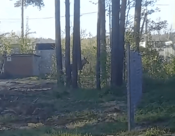 Под Тверью заметили двух больших напуганных лосей