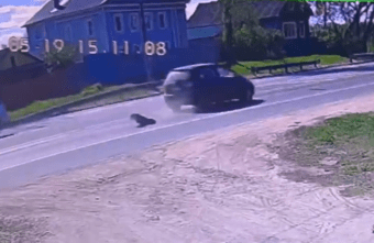 В Тверской области автомобиль жестоко задавил домашнего пса В Тверской области автомобиль жестоко задавил домашнего пса