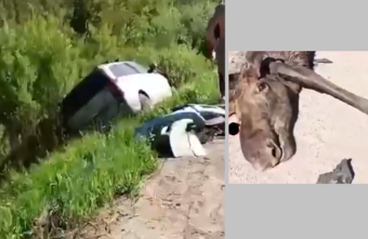 В Тверской области машина сбила лося и съехала в кювет