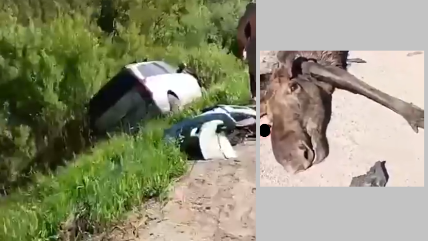 В Тверской области машина сбила лося и съехала в кювет