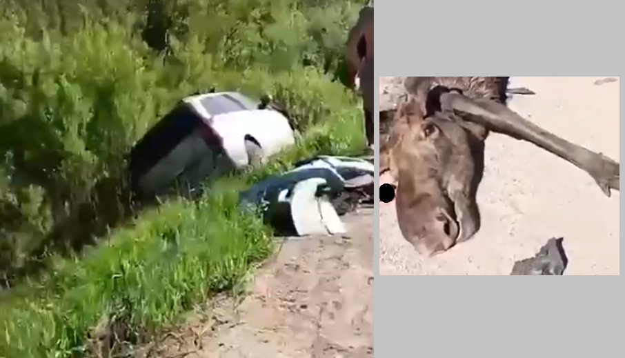 В Тверской области машина сбила лося и съехала в кювет