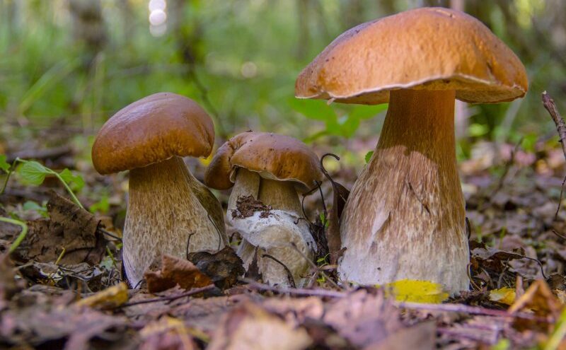 Жители Тверской области готовятся собирать белые грибы