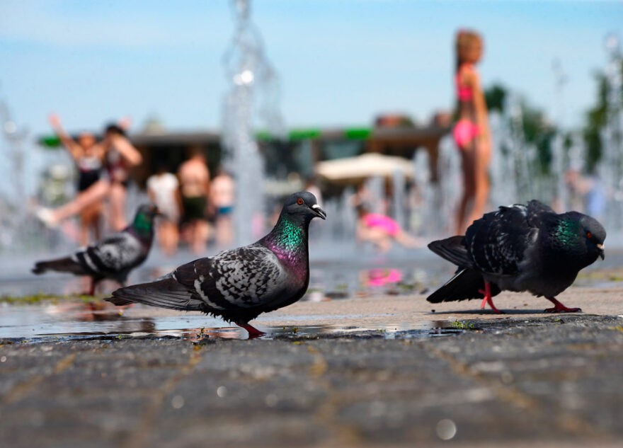 Столбики термометров в Тверской области поднимутся выше 30 градусов