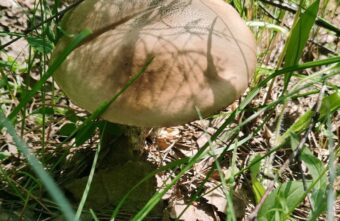 Сезон открыт: в Тверской области пошли грибы Сезон открыт: в Тверской области пошли грибы