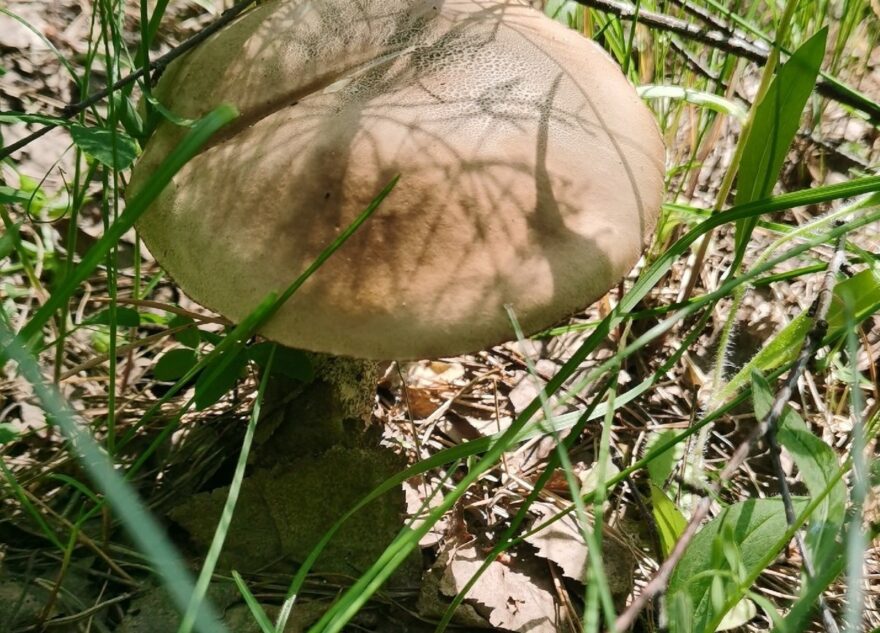 Сезон открыт: в Тверской области пошли грибы